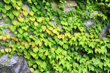 Photo of the old wall covered by green ivy