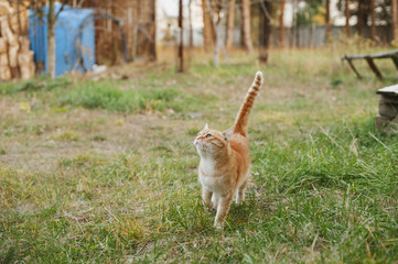 cute ginger cat walking outdoor in the farm