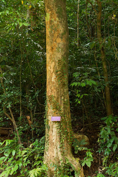 Thymelaeaceae tree raw material for making perfume