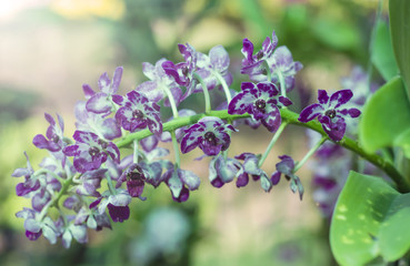 The beauty of the orchids in the garden 