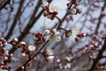 spring flowers  apricot on branches  apricot