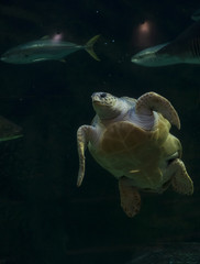 Tartaruga gigante 