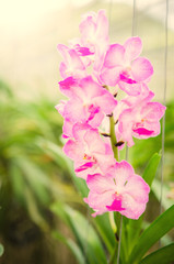 The beauty of the orchids in the garden 