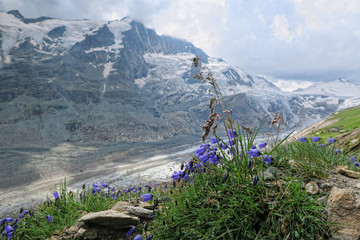 Fototapeta na wymiar Blue bell flower blossom at Grossglockner mountain and pasterze Glacier in austria