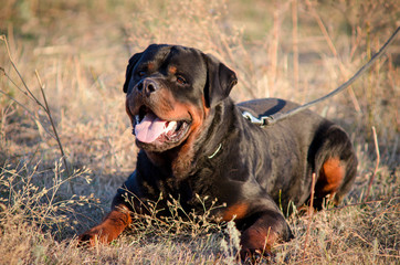 Beautiful Rottweiler dog