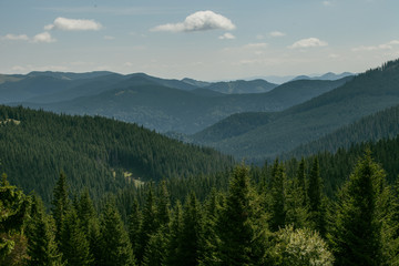 Mountain forest
