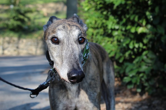 La dolcezza di un greyhound senior