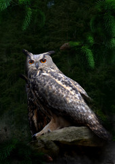 Obraz premium Uhu Paar im Wald im Mondschein