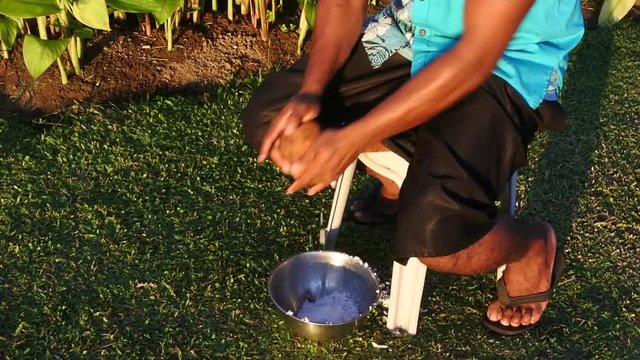 Indigenous Fijian man husking a coconut fruit in Fiji
