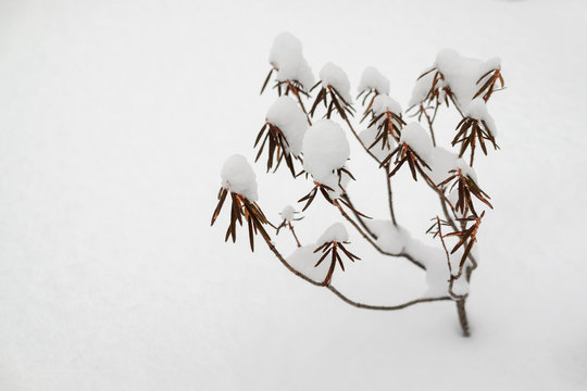 Labrador Tea Bush