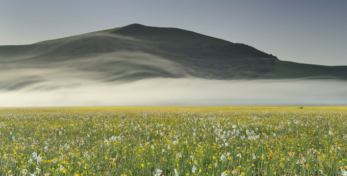 Meadow buttercup (Ranunculus acris) and Poet's daffodil (Narcissus poeticus) on the Piano Grande, Monti Sibillini National Park, Italy, May, 2009.
