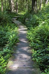 Obraz premium Boardwalk through green fern-covered forest