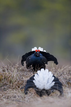 Black grouse (Tetrao tertrix) males fighting at lek,Bergslagen, Sweden, April 2009