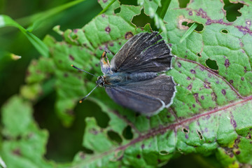 Blauer Eichenzipfelfalter