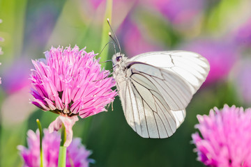 Pieris butterflies The large white on a chive flowers
