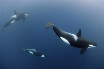 Three Killer whales / Orcas (Orcinus orca) underwater, Kristiansund, Nordm¿re, Norway, February 2009. WWE INDOOR EXHIBITION