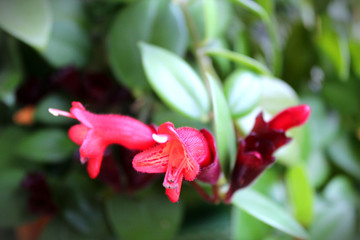 Columnea blossoming red flower with green leaves 
