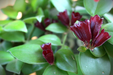 Columnea blossoming red flower with green leaves 