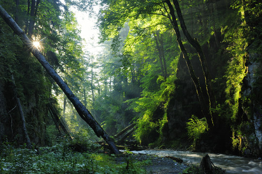 Stream running through Ghimbavul Valley Gorge, Arges County, Leota Mountains, Carpathian Mountains, Romania, July