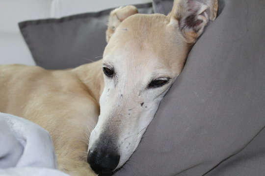 La galga ha sonno