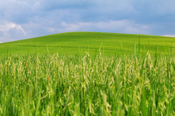 Obraz premium Tuscany landscape, beautiful green hills springtime