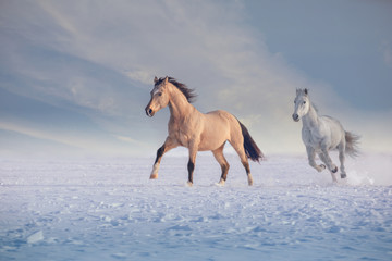 Fototapeta na wymiar Buckskin stallion and white stallion run on snow in winter