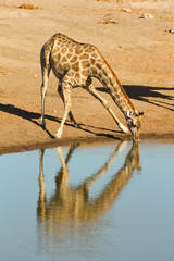 Giraffe trinkt am Wasserloch