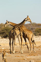 Obraz na płótnie Canvas 2 kämpfende Giraffen