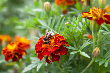 A bumblebee on a red flower