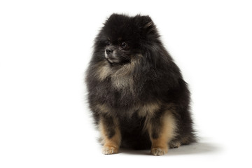 Fototapeta premium Black dog breed Pomeranian isolated on white