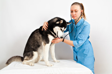 Dog Siberian Husky examination by a veterinary doctor