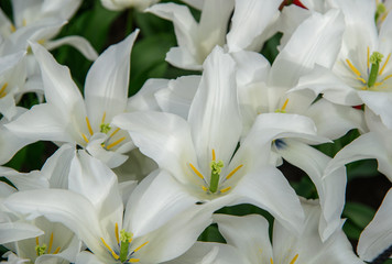 White blooming tulips Tres Chic in flower spring garden Keukenhof. Close up