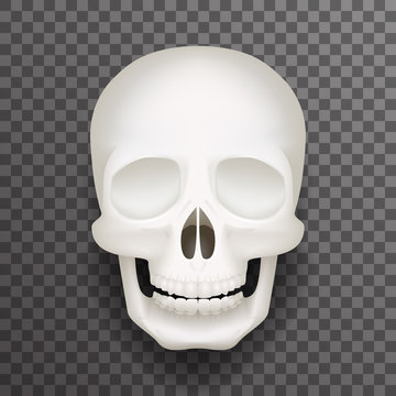 Realistic human skull isolated 3d realistic fashion mockup transparent background design vector illustration