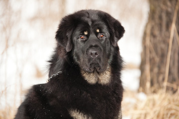 Portrait of a bitch dog breed Tibetan Mastiff