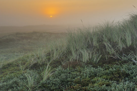 Marram grass (Ammophila arenaria) and Black crowberry (Empetrum nigrum) at sunrise, Vangs&aring; Klithede Dune Heath, Thy National Park, Denmark, July 2009