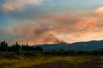 Fire in the forest