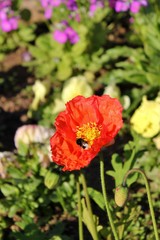 Bee getting nectar from orange poppy
