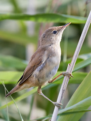Eurasian reed warbler (Acrocephalus scirpaceus)