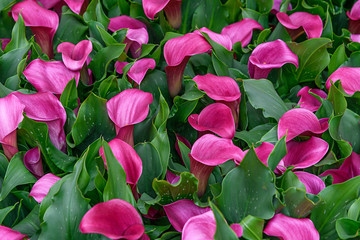 Calla Lily Zantedeschia Captain Palermo in spring garden Keukenhof