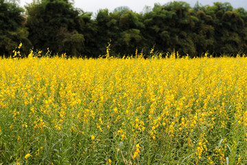 Obraz premium Beautiful flowers in the garden