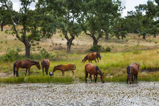 Retuerta horses (Equus ferus caballus) herd drinking at pond, once native, now re-introduced to graze in Campanarios de Azaba Biological Reserve, a rewilding Europe Area, Salamanca, Castilla y Leon, Spain