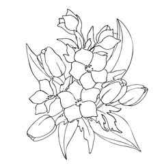 vector black white contour sketch of wild flowers and tulips