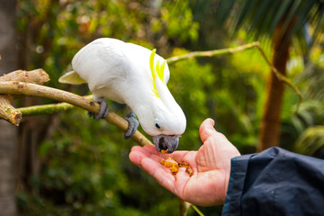 Feeding of White cockatoo in Loro Park in Tenerife