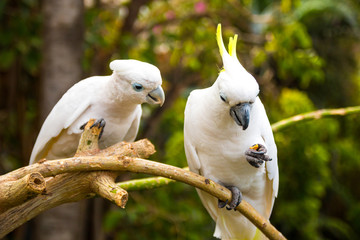 Two white cockatooes in Loro Park in Tenerife