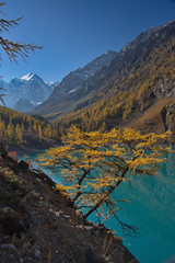 yellow larch against the background of turquoise water of the lake and a mountain landscape in the fall in Altai