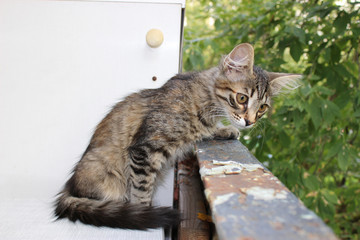 Obraz premium Cat on porch