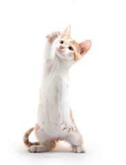 cute kitten playing on white background