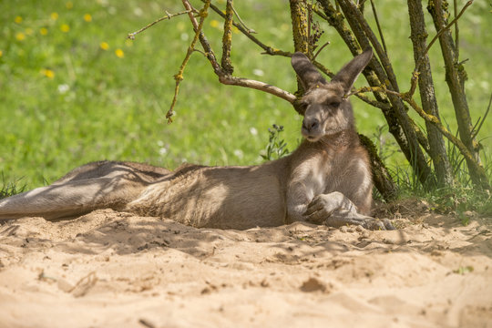 Känguru im Nürnberger Tiergarten