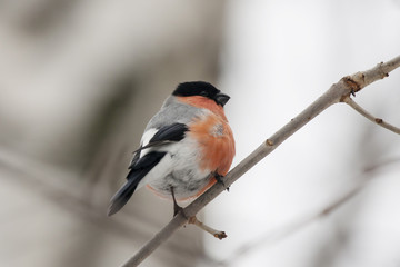 Male bullfinch sitting on branch, back view. Very beautiful red bird with black hat, symbol of winter, Christmas and New Year.  Bird in wildlife.