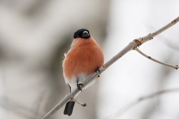 Male bullfinch sitting on branch, front view. Very beautiful red bird with black hat, symbol of...